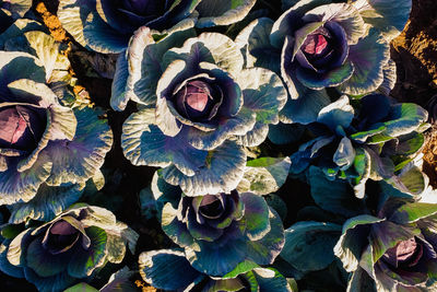 Full frame shot of flowering plants