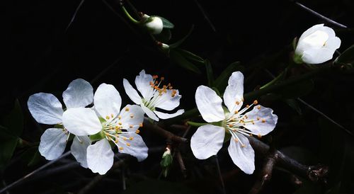 Close-up of white flowers