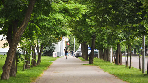 Rear view of road amidst trees in city