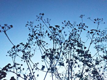Low angle view of flowering plants against blue sky