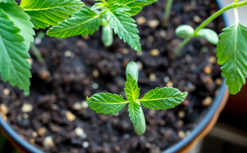 Close-up of small potted plant