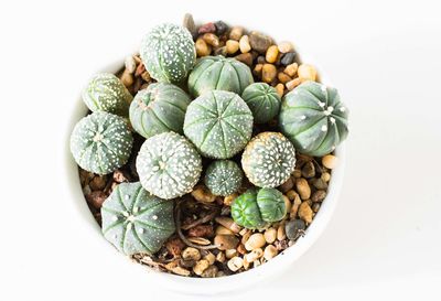 Directly above shot of fruits and plants against white background