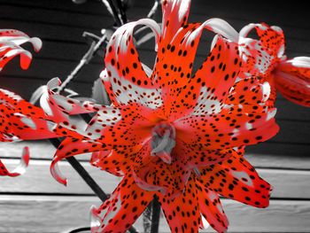 Close-up of red flower