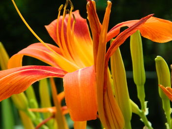 Close-up of day lily blooming outdoors