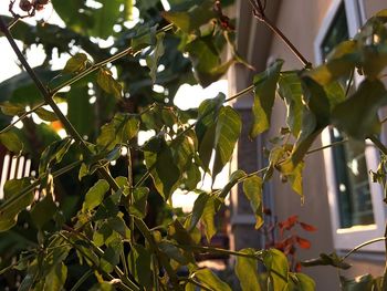 Low angle view of tree