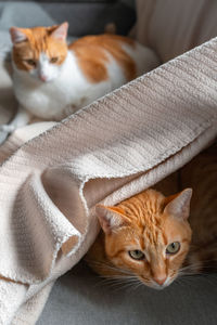 Portrait of cat resting