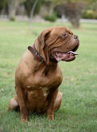 Close-up of dog sitting on field