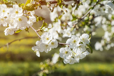 Close-up of white cherry blossoms in spring