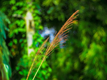 Close-up of feather on field