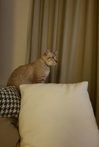 Cat relaxing on bed at home