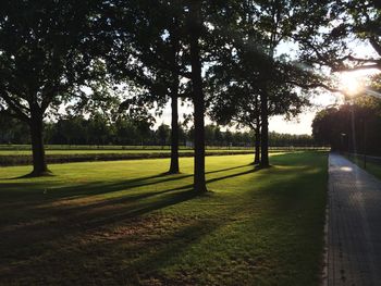 Trees on grassy field