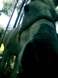 Low angle view of cat