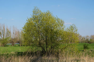 Trees growing on field against sky