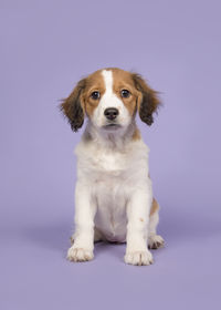 Portrait of puppy sitting against gray background