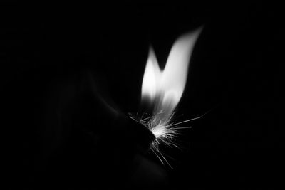 Close-up of illuminated flower over black background