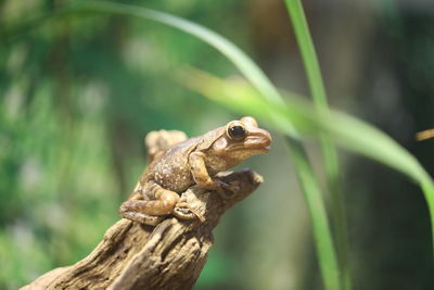 Close-up of a lizard on tree