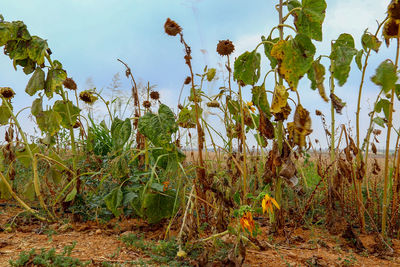 Plants on field against sky