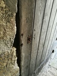 Close-up of lizard on wood