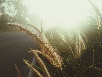 Close-up of fresh grass on field against sky