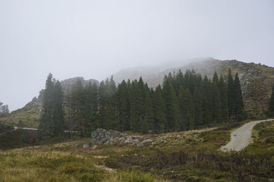 Scenic view of trees against clear sky