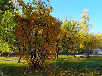 Trees on field against sky during autumn