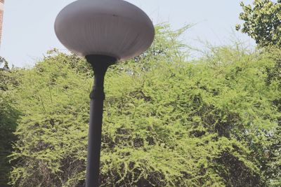 Close-up of plants against trees