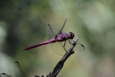 Close-up of dragonfly