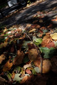 Close-up of dry autumn leaves
