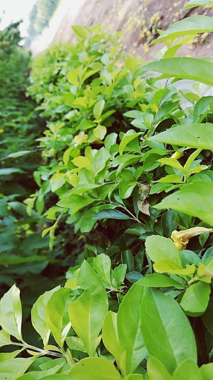 leaf, plant part, plant, green, growth, tree, nature, flower, food and drink, food, beauty in nature, no people, close-up, freshness, day, outdoors, produce, agriculture, shrub, healthy eating, environment, land, landscape, field