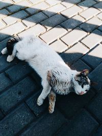 High angle view of cat relaxing on footpath