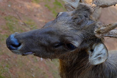 Close-up of mammal