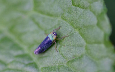 Close-up of insect on plant