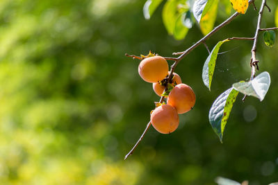 Close-up of fruits on tree