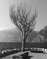 Bare tree by lake against sky