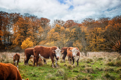 Horses in a field