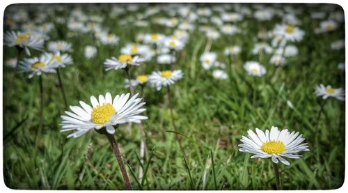 Close-up of white daisies blooming in field