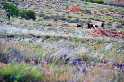 Tilt-shift image of sheep on field