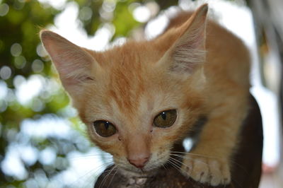 Close-up portrait of cat