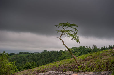 Plants growing on field against storm clouds