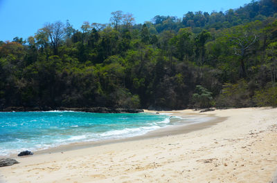 Scenic view of sea against trees