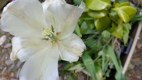 Close-up of white flowers