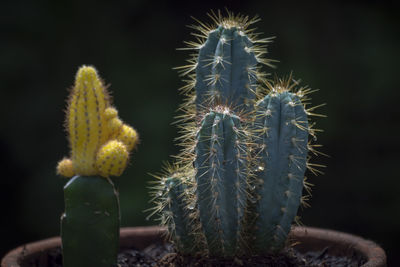 Close-up of cactus plant