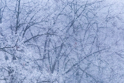 View of snow covered bare tree