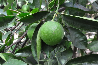 Close-up of fruit growing on tree