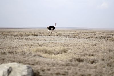 View of ostrich running around on field