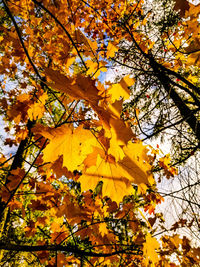 Low angle view of autumnal tree