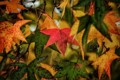 Close-up of maple leaves on plant