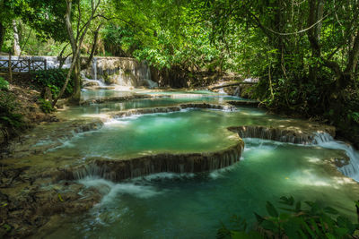 Scenic view of waterfall in forest