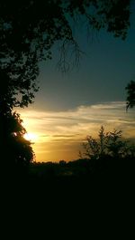 Silhouette of trees at sunset