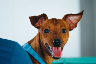 Close-up portrait of a dog